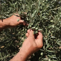 Aceite De Oliva*LA PROVENÇALE BIO Online