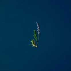 Acqua Di Giò Profondo Perfumes