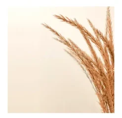 Best KINESIA Avenatopic