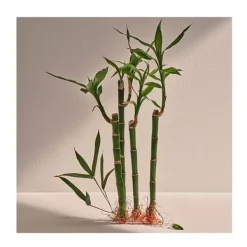 Bambú*ADOLFO DOMINGUEZ Online