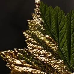 Online Boss Bottled Absolu Perfumes