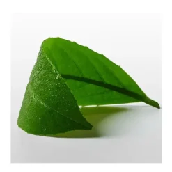 CK One Essence*CALVIN KLEIN Outlet