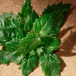 Cofre Devotion Male*DOLCE & GABBANA Outlet