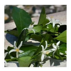 Cofre Devotion 100ML*DOLCE & GABBANA Clearance