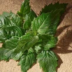 New Devotion Male Perfumes