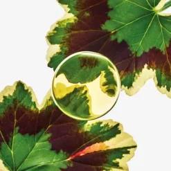 Online Esencia Elixir Perfumes