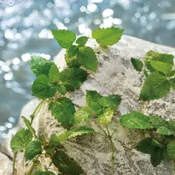 Estuche D&G Light Blue Pour Homme*DOLCE & GABBANA Hot