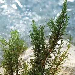 Estuche D&G Light Blue Pour Homme*DOLCE & GABBANA Hot