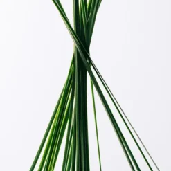 Estuche Esencia*LOEWE New