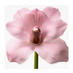 Discount CALVIN KLEIN Euphoria