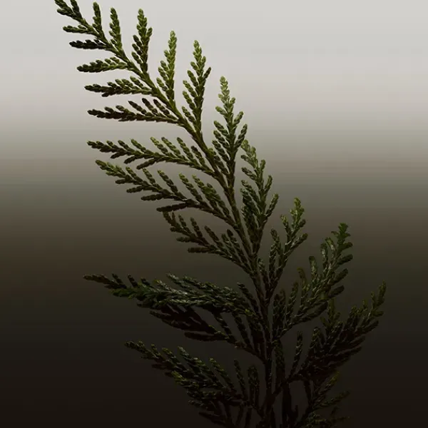 Hero Parfum*BURBERRY Clearance