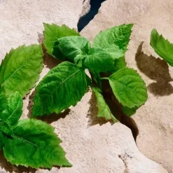 Light Blue Capri*DOLCE & GABBANA Online