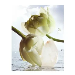 Online Man Rain Essence Perfumes