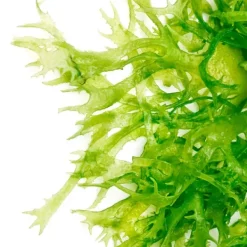 New ARMONIA Mascarilla Limpieza Algas Marinas