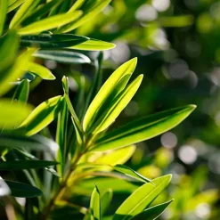 Discount AKANE Masque Cataplasme Anti-Imperfeccions