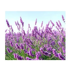 Sale Midnight Recovery Limpieza