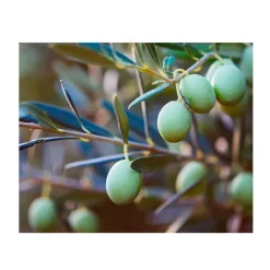 Sale Midnight Recovery Limpieza