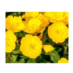 Sale Midnight Recovery Limpieza