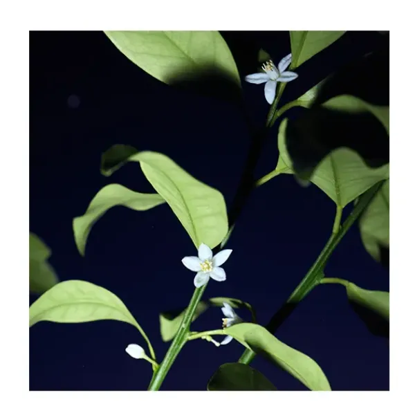 CHLOE Nomade Nuit D'egypte