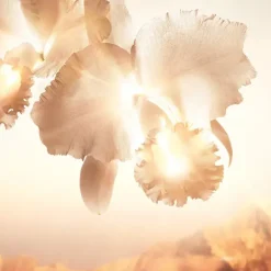 Discount Orchidée Impériale Gold Nobile El Sérum Serums