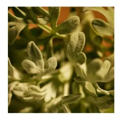 Clearance Polo Red Parfum Perfumes