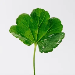 Pour Homme*LOEWE Sale