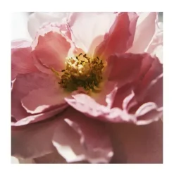 New CHLOE Recarga Signature Intense