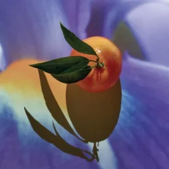 Solo Elixir*LOEWE Clearance