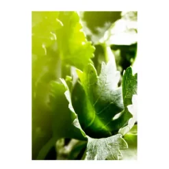 Wood Essence*BVLGARI Best