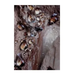 Wood Essence*BVLGARI Best